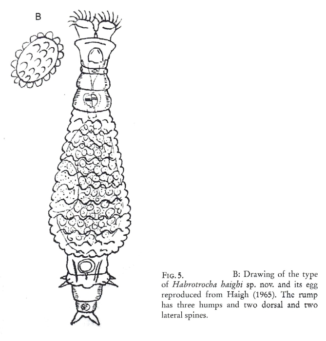 Habrotrocha haighi - Original description image