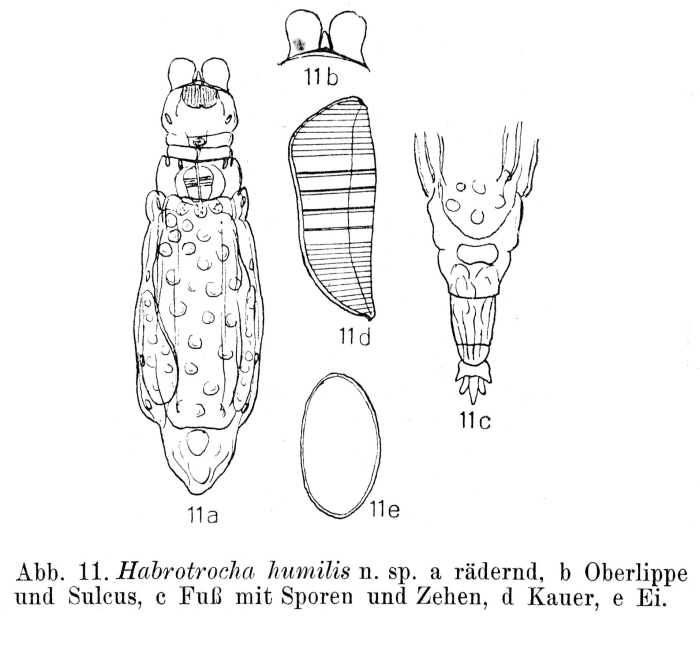 Habrotrocha humilis - Original description image