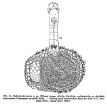 Habrotrocha incola - Original description image