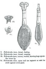 Habrotrocha iners - Original description image