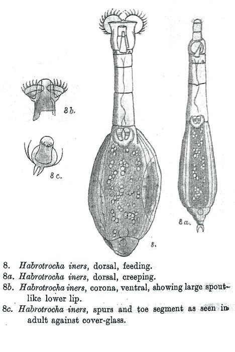 Habrotrocha iners - Original description image