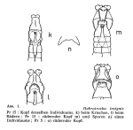 Habrotrocha insignis
