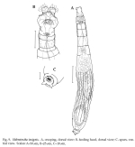 Habrotrocha insignis