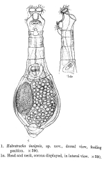 Habrotrocha insignis - Original description image