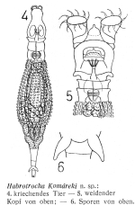 Habrotrocha komareki - Original description image