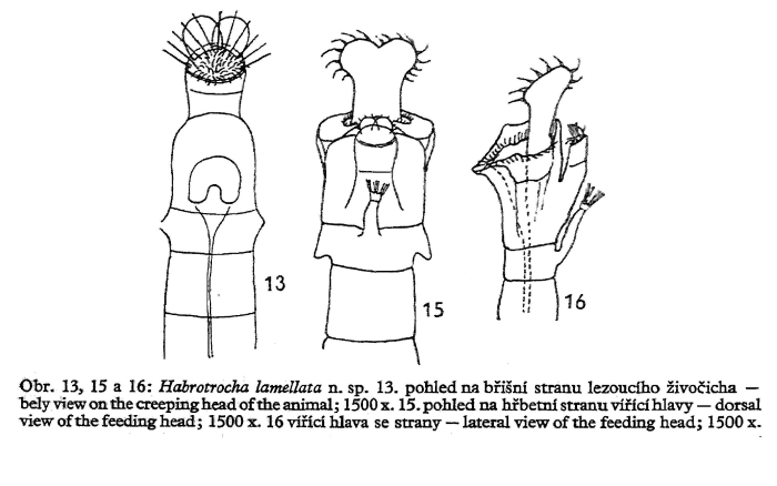 Habrotrocha lamellata - Original description image