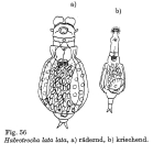 Habrotrocha lata