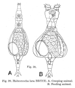 Habrotrocha lata