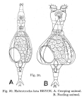 Habrotrocha lata