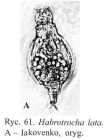 Habrotrocha lata