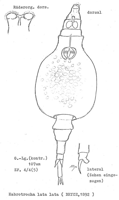 Habrotrocha lata Habrotrocha lata