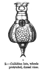 Habrotrocha lata - Original description image