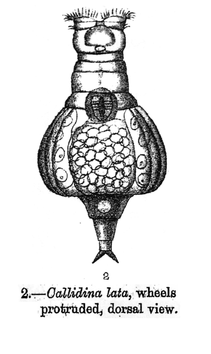 Habrotrocha lata - Original description image