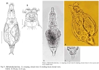 Habrotrocha lata lens