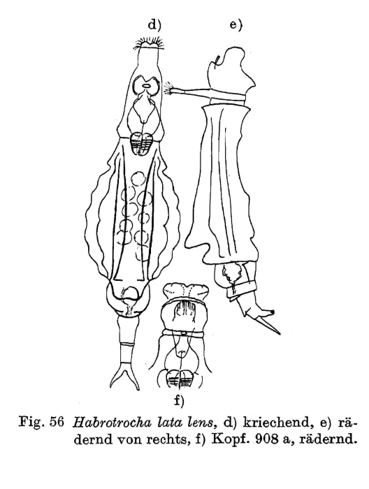 Habrotrocha lata lens - Original description image