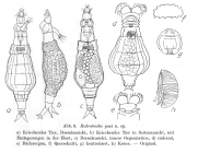 Habrotrocha lata paxi