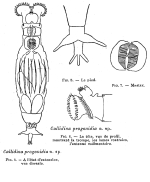 Habrotrocha lata progonidia - Original description image