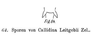 Habrotrocha leitgebii