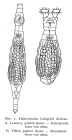 Habrotrocha leitgebii