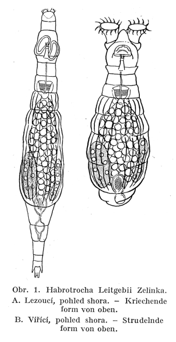 Habrotrocha leitgebii Habrotrocha leitgebii