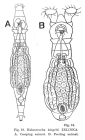 Habrotrocha leitgebii