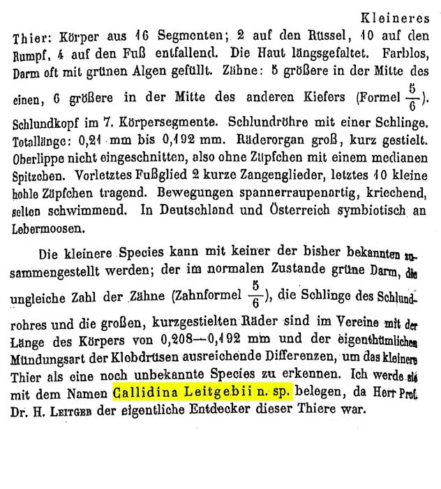 Habrotrocha leitgebii Habrotrocha leitgebii