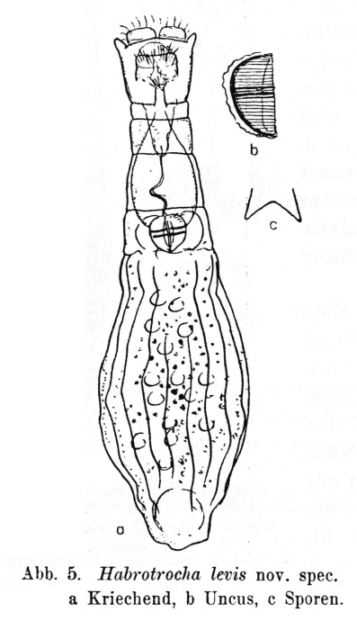 Habrotrocha levis - Original description image