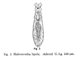Habrotrocha ligula