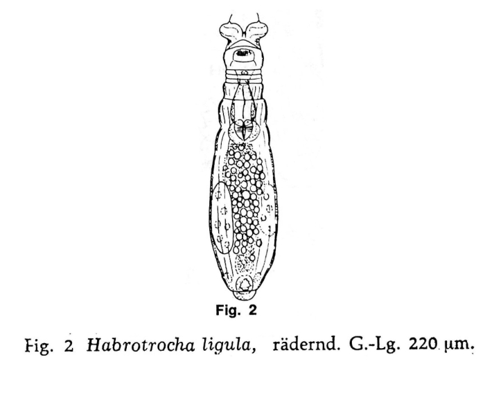 Habrotrocha ligula Habrotrocha ligula