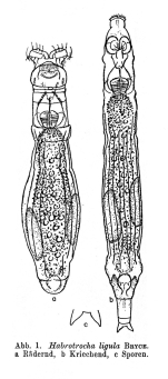 Habrotrocha ligula
