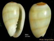Gibberula miliaria(Linn, 1758) - Specimen from Maro (Mlaga, Spain) (height 5.4 mm)