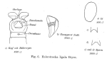 Habrotrocha ligula