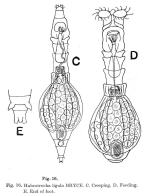 Habrotrocha ligula