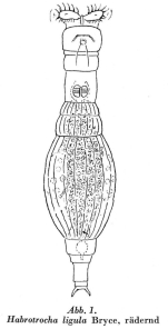 Habrotrocha ligula