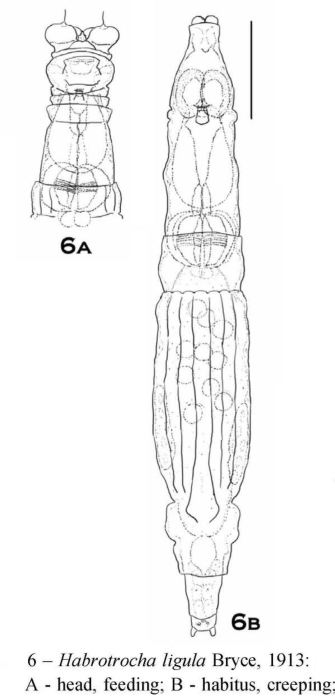 Habrotrocha ligula Habrotrocha ligula