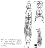 Habrotrocha ligula
