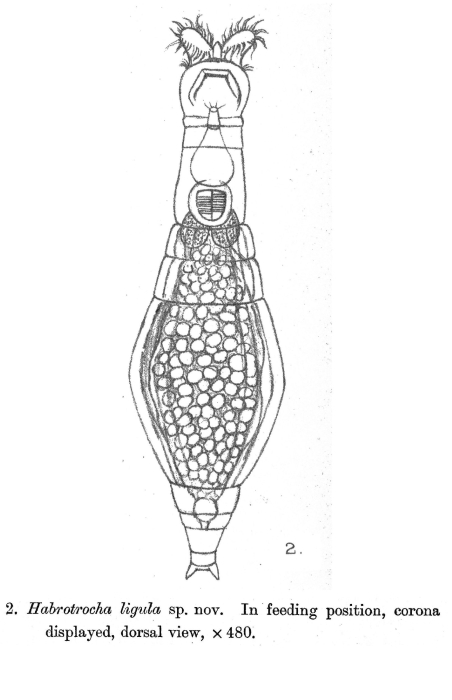 Habrotrocha ligula - Original description image