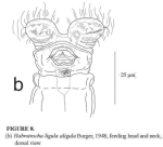 Habrotrocha ligula aligula