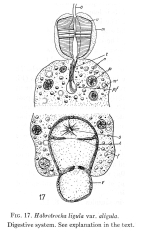 Habrotrocha ligula aligula - Original description image