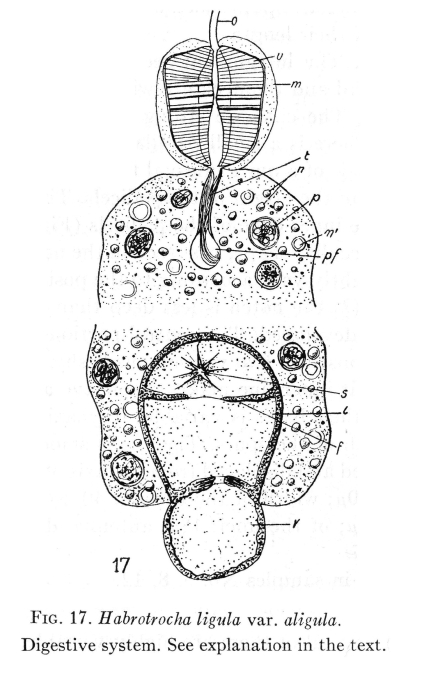 Habrotrocha ligula aligula - Original description image