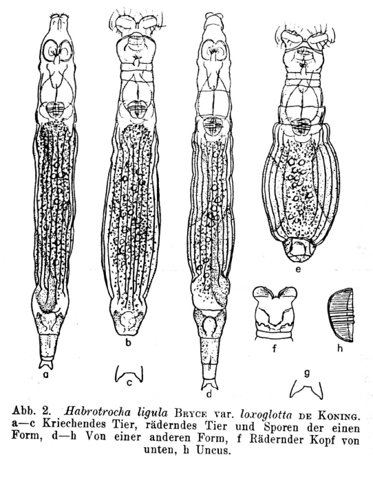 Habrotrocha ligula loxoglotta Habrotrocha ligula loxoglotta