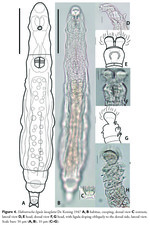 Habrotrocha ligula loxoglotta