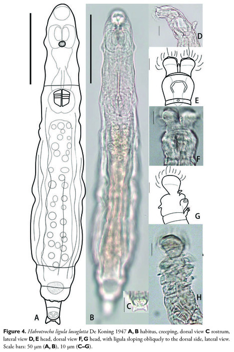 Habrotrocha ligula loxoglotta Habrotrocha ligula loxoglotta