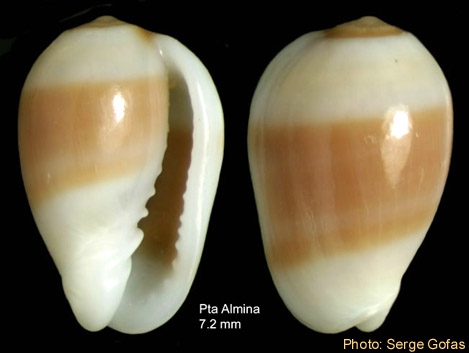 Gibberula oryza (Lamarck, 1822) - Specimen from Punta Almina, Ceuta, Strait of Gibraltar (height 7.2 mm)