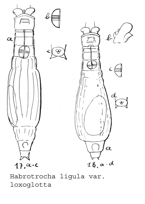 Habrotrocha ligula loxoglotta - Original description image