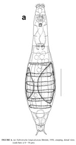 Habrotrocha longicalcarata