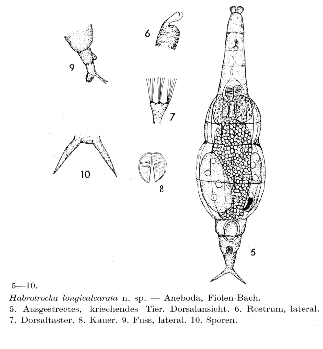 Habrotrocha longicalcarata - Original description image