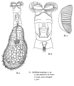 Habrotrocha longiceps - Original description image