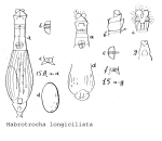 Habrotrocha longiciliata - Original description image