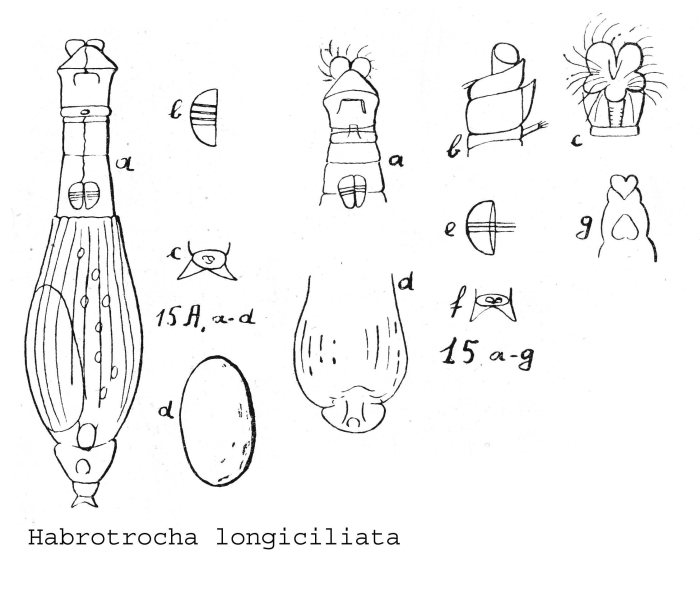 Habrotrocha longiciliata - Original description image